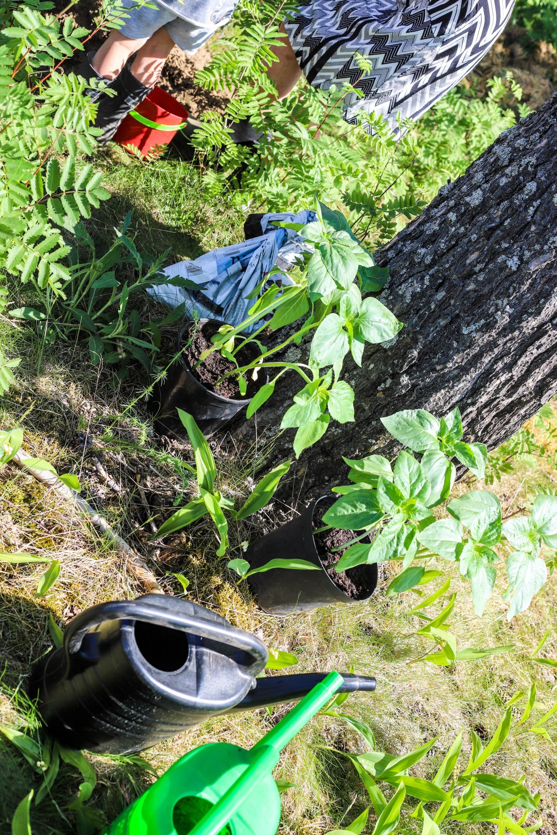 sommar8 (1 av 1).jpg