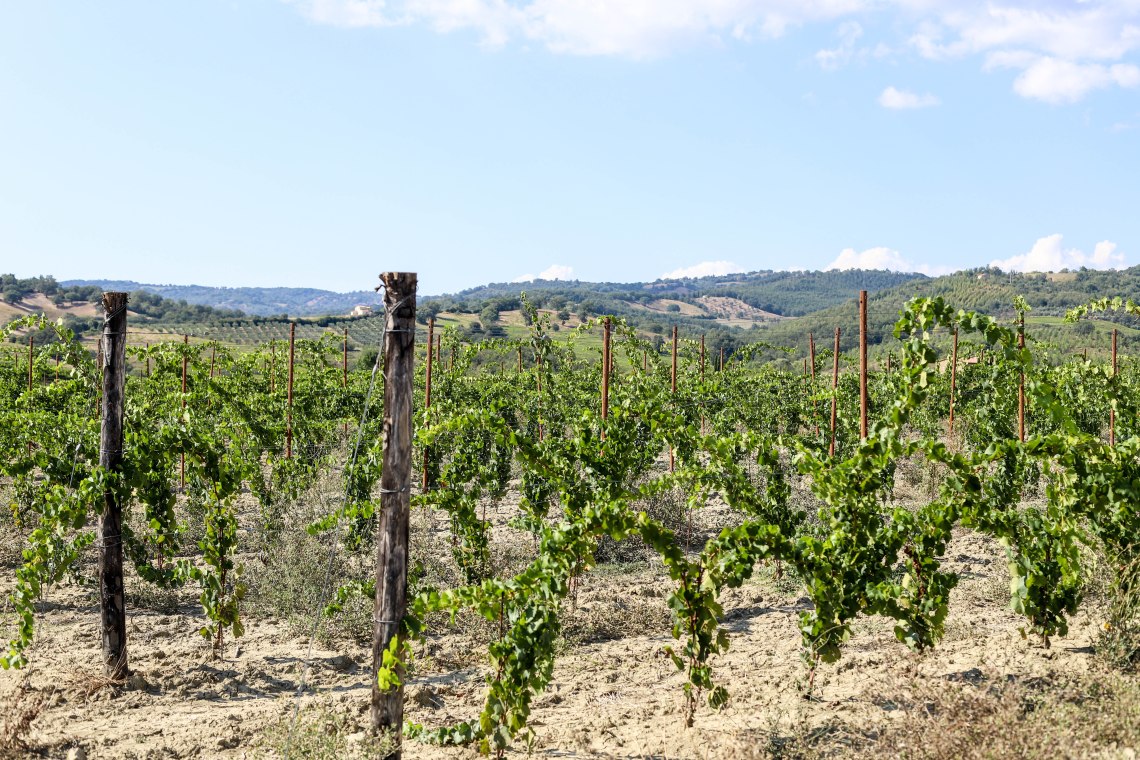 vetulonia73 (1 av 1)