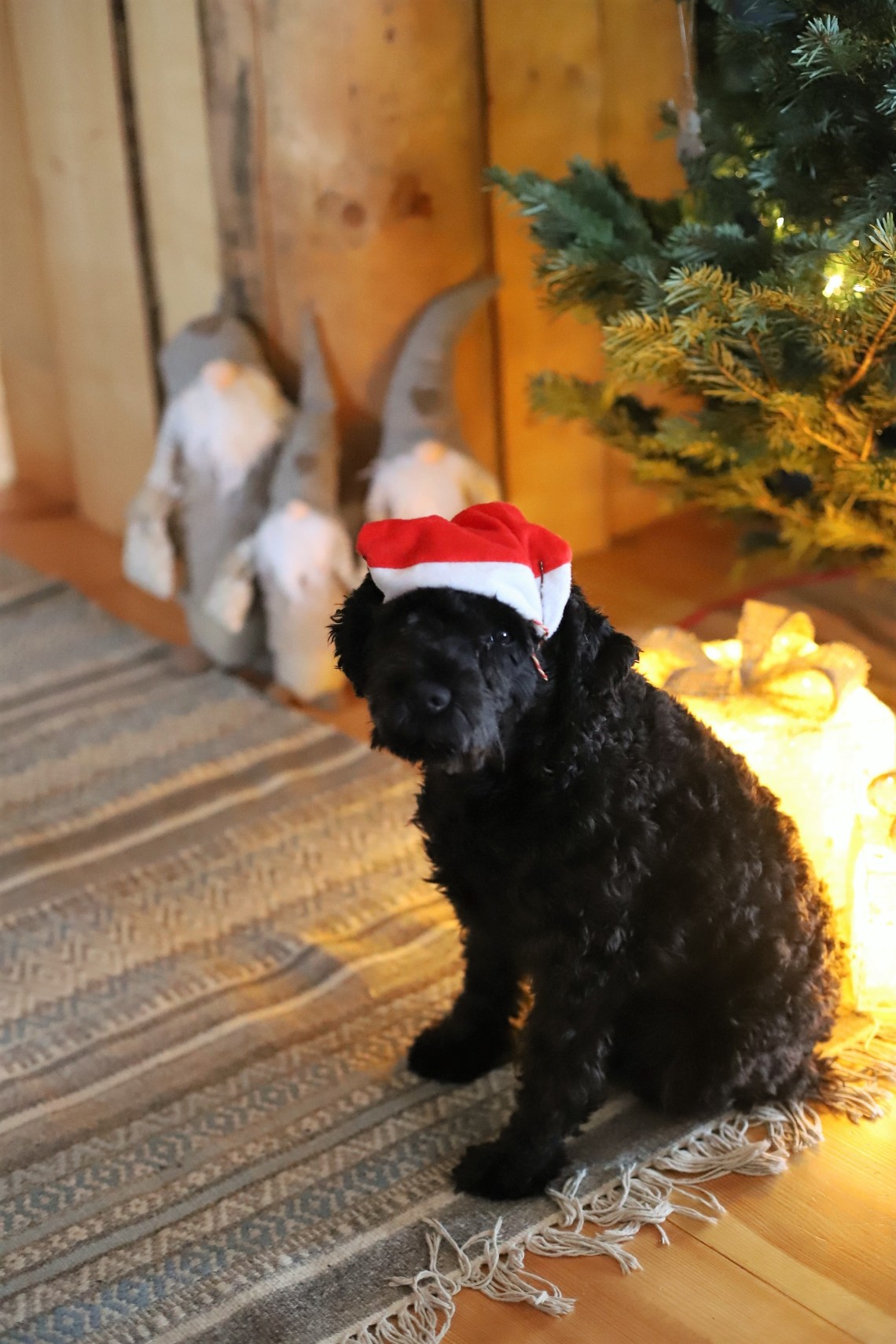 10761954928_IMG_2534